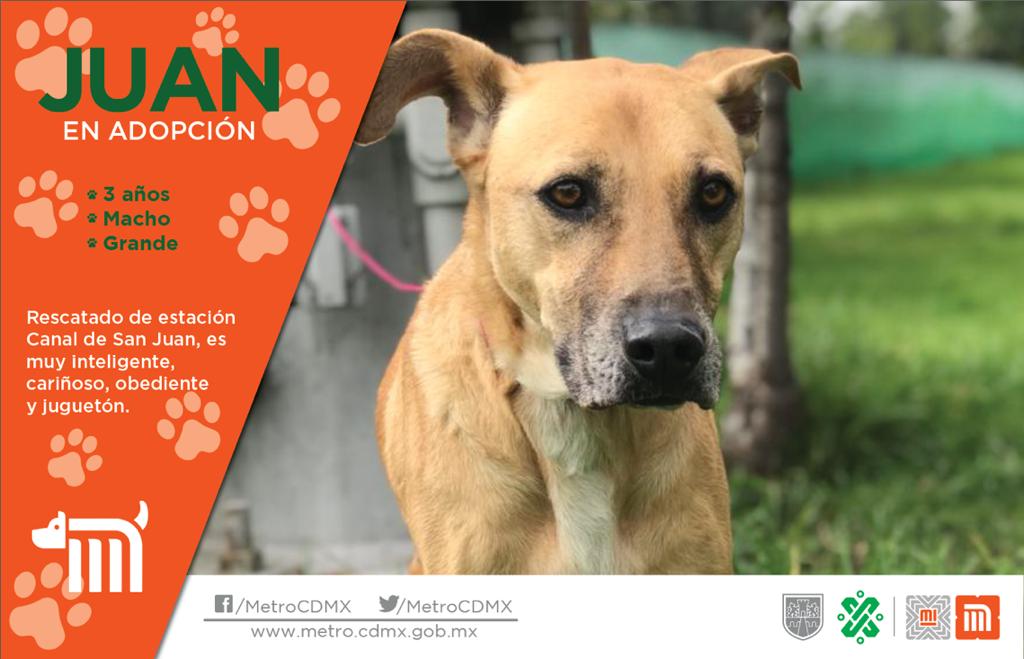adoptame adoptame