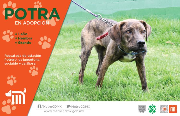 adoptame adoptame