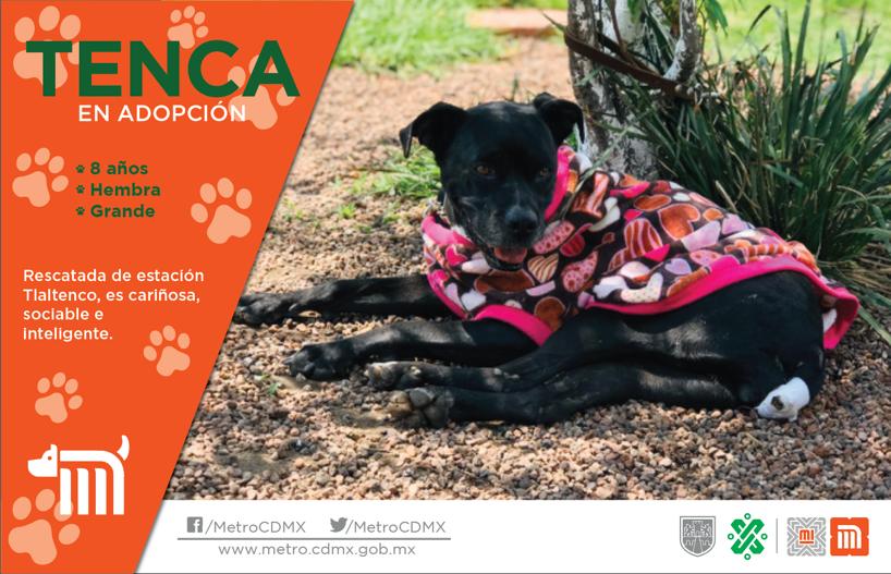 adoptame adoptame