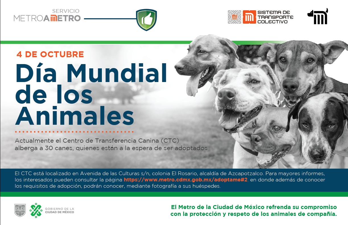 El STC Metro brinda refugio a 30 canes en el Centro de Transferencia  Canina, en espera de ser adoptados