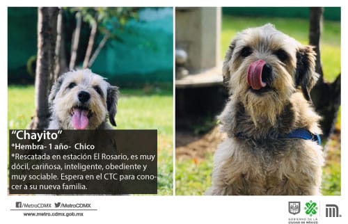 El STC Metro brinda refugio a 30 canes en el Centro de Transferencia Canina, en espera de ser adoptados El STC Metro brinda refugio a 30 canes en el Centro de Transferencia Canina, en espera de ser adoptados